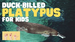 ASL DuckBilled Platypus for Kids [upl. by Attaynek]