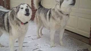 Alaskan Malamutes Howling at Siren [upl. by Lezley313]