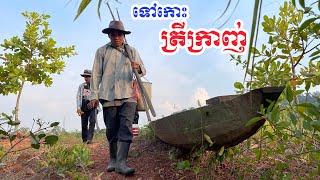 ទេសភាពដ៌ស្រស់ស្អាតនៅកោះត្រីក្រាញ់ Climbing Perch or Anabas testudineus on Island Bong LaorTV [upl. by Florie480]