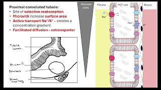 PCT selective reabsorption OCR A ALevel Biology 512Excretion [upl. by Aicilev171]