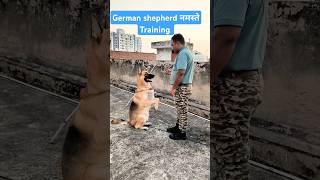 German shepherd नमस्ते Training session 383 shorts dogloverdoglover [upl. by Burkle]