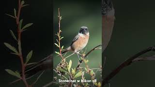 Stonechat [upl. by Enyamrahc]