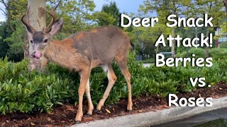 Parking Lot Patrol Young Buck feeds on Sarcococca berries [upl. by Yoral]