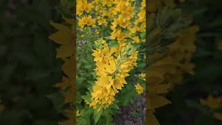 Lysimachia punctata  yellow loosestrife nature garden backyard [upl. by Quartet]