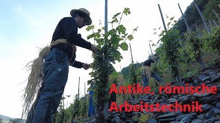 So funktionieren die Laubarbeiten im Weinberg  Das Aufbinden [upl. by Ahsilyt]