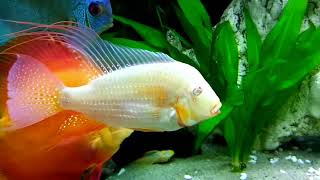 Martins Cichlid fish Tank Update 355  Discus Fish greet new Friend the Albino Geophagus [upl. by Hareehahs]