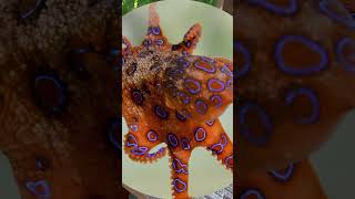 Deadly Beauty Blue Ringed Octopus EXPOSED animalfacts shorts [upl. by Bondy187]