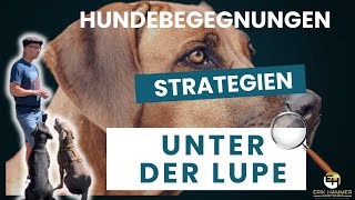 Gelassen an Hunden vorbei Strategien unter der Lupe [upl. by Shaikh242]