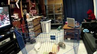 Chinchillas in Playpen [upl. by Eirehs207]