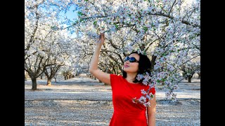 Almond Blossom in Bakersfield [upl. by Zennie]