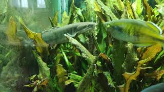 Senegal Bichir in community planted aquarium [upl. by Berhley]