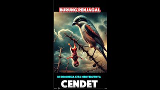 Butchering bird burung cendet sang penjagal [upl. by Margette]