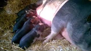 Piglets Nursing [upl. by Aizatsana903]