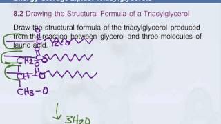 3B 84 EnergyStorage Lipids Triacylglycerols [upl. by Annauj]