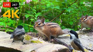 🔴 247 LIVE Cat TV for Cats to Watch 😺 Cute Birds and Squirrels in the Forest 4K [upl. by Genesia797]