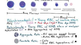 Reticulocytes amp Polychromatophils [upl. by Ysset152]