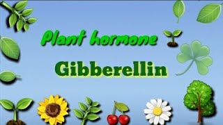 GibberellinPlant hormone 🌱Physiology and effect in Hindi amp English 🤗 [upl. by Nickerson]