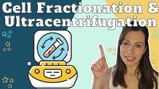 How to study cells  Cell fractionation and ultracentrifugation for AQA Alevel Biology [upl. by Eilliw]