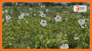 Invasive Ipomea plant has destroyed grazing fields in Kajiado [upl. by Gracia]