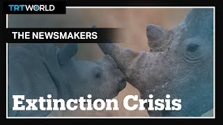 Can we stop the sixth mass extinction [upl. by Aliak]