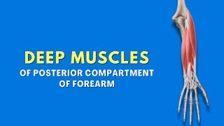 Deep Muscles of Posterior Compartment of Forearm  Anatomy Tutorial  Doctor Speaks [upl. by Kam]