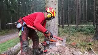 Work in the forest with STIHL MS 500i STIHL MS 261 CM VW and felling wedge TR30AQ  0223 [upl. by Neomah600]