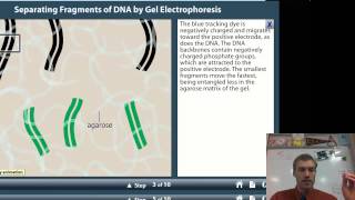 Gel Electrophoresis and DNA Fingerprinting [upl. by Morie]