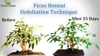 Ficus Bonsai Defoliation  Bonsai Trees for BeginnersGREEN PLANTS [upl. by Minnnie]