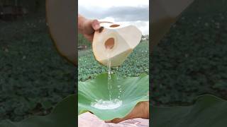 Super Fantastic and Satisfying Coconut Slicing 4K shortvideo viral shorts asmr food coconut [upl. by Marcell]