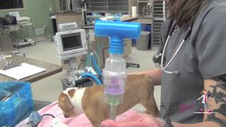 Kennel cough pneumonia in a dog  VETgirl Veterinary CE Videos [upl. by Nalniuq]