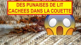 Punaises de Lit dans une Couette  Découverte Choc  Grosse Infestation [upl. by Berenice208]