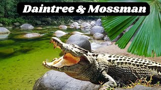 Daintree National Park Crocodile Tour amp Mossman Gorge  Port Douglas to Cape Tribulation Road Trip [upl. by Retsehc]