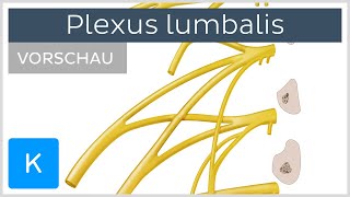 Plexus lumbalis Vorschau  Anatomie Äste und Funktion  Kenhub [upl. by Grose]