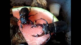 Lucanus cervus cervus  a pair from germany [upl. by Jania]