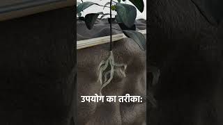 Root Knot Nematode Control  Nematodes Attack  निमेटोड कंट्रोल  How to control Root Knot Nematode [upl. by Claudina]