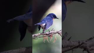 Tickells blue flycatcher tickellsblueflycatcher birdwatchingbyranjit birdwatching birds [upl. by Mariele]