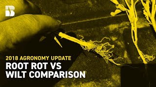 Root Rot vs Wilt Comparison [upl. by Rammaj108]