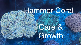 Hammer Coral Care Growth Feeding Dosing Flow Placement Saltwater Coral Reef Aquarium [upl. by Akenit201]