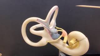 Professor Long  Ear Anatomy 2 Inner Ear [upl. by Toma]