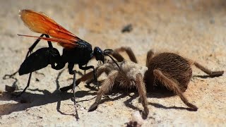 Vespa vs Aranha  Wasp vs Spider  TARANTULA HAWK  Pepsis genus  Vespa caçadora [upl. by Aikemal]