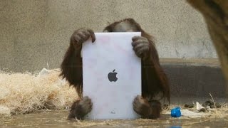 Orangutans Learn to use iPads [upl. by Petty]