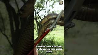 One of the biggest cobras in Africa [upl. by Nordna]