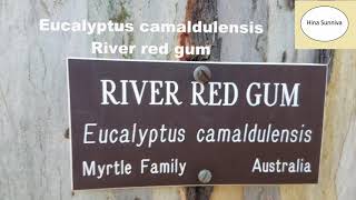 Eucalyptus camaldulensis  River red gum tree [upl. by Frankie592]