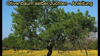 olivenbaum aus Kern selber ziehen – Oilven Pflanzen züchten  Olivenkern einpflanzen  Anleitung [upl. by Oeramed690]