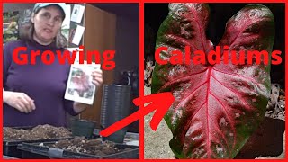 How to Plant Planting Caladium Tubers Indoors to Get a Head Start In Spring [upl. by Imailiv]