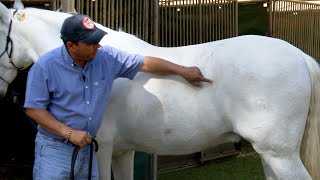 O cavalo está sujo ou encardido [upl. by Doig]