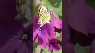 Camouflage and Mimicry The Cow Parsley Butterfly [upl. by Kiah]