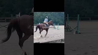 horse sportshorse equestrian sporthorses [upl. by Canty]