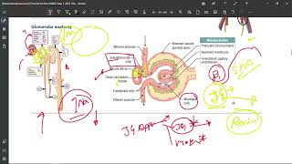 11 Glomerular Anatomy amp Filtration Barrier [upl. by Lertnahs]