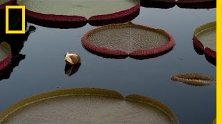 NightBlooming Water Lily  National Geographic [upl. by Ronna]